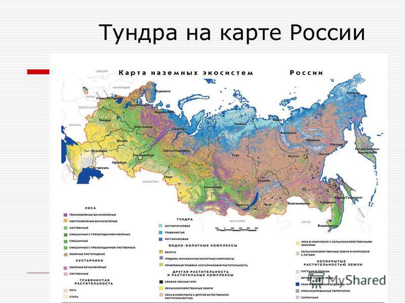 Где находиться тундра на карте Где находиться тундра на карте