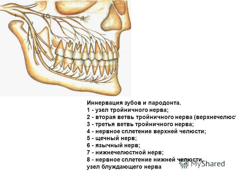 Какие нервы находятся в зубах Какие нервы находятся в зубах