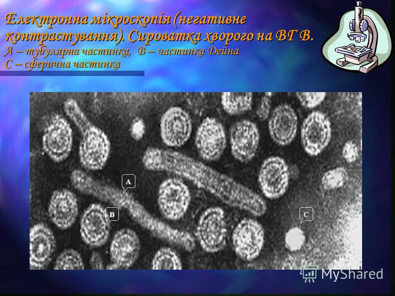 Реферат: Вірусний гепатит в Коломийському районі Івано Франківської області