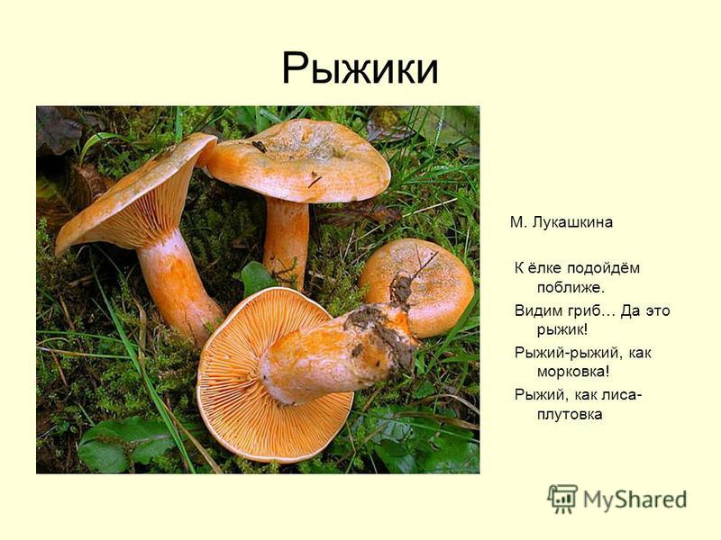рыжий гриб фото онлайн рыжий гриб фото