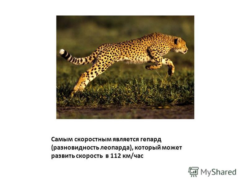 Самым скоростным является гепард (разновидность леопарда), который может развить скорость в 112 км/час