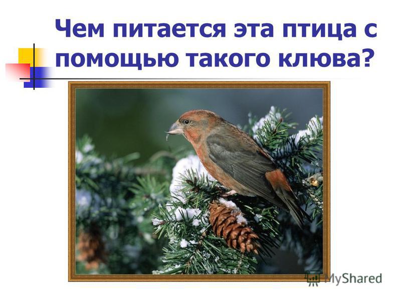 как питается маргарита королева как питается маргарита королева