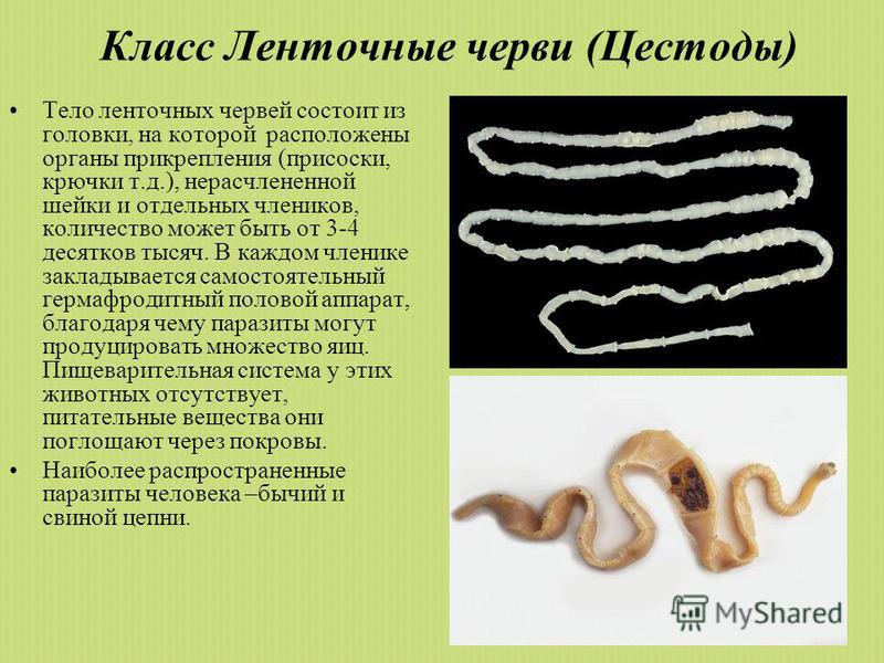 Ленточный глист как лечить 134