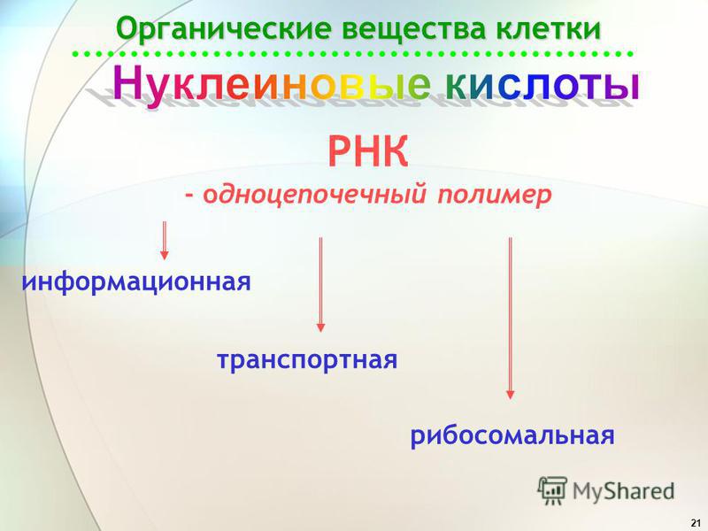 Органические вещества клетки функции и примеры