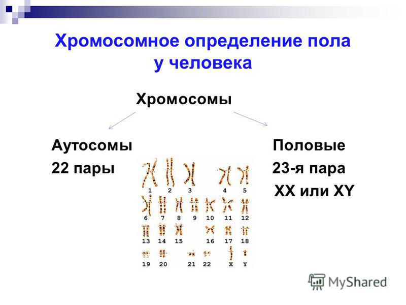 Хромосомное определение пола у человека Хромосомы Аутосомы Половые 22 пары 23-я пара ХХ или ХY
