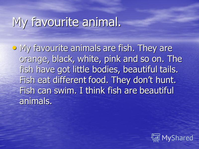 My favorite animal essay