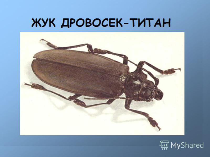 презентация на тему панда