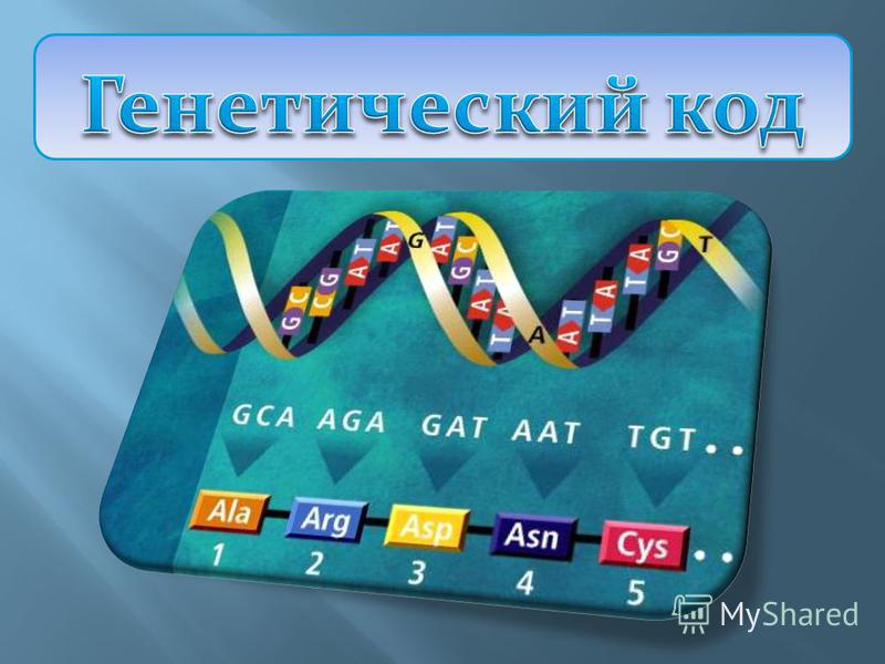 Днк И Наследственная Информация Реферат Днк И Наследственная Информация Реферат