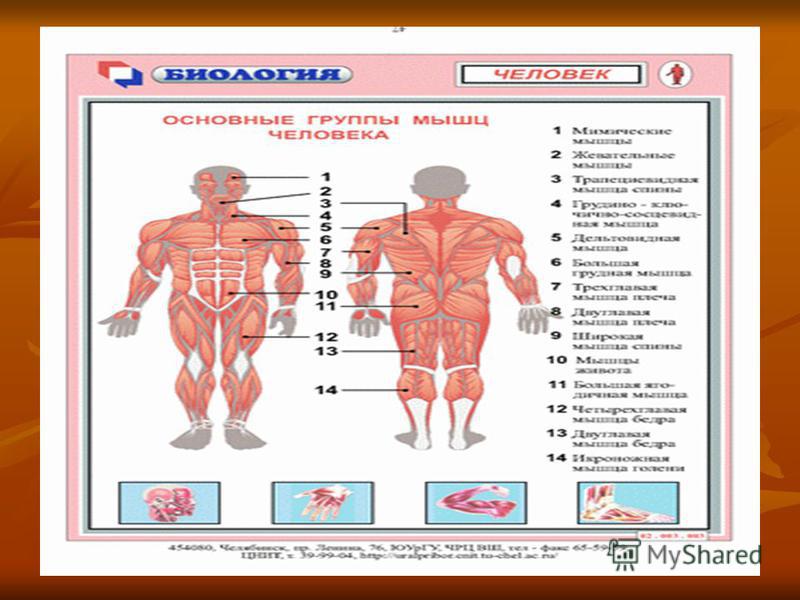 Профилактика и коррекция нарушения осанки и плоскостопия