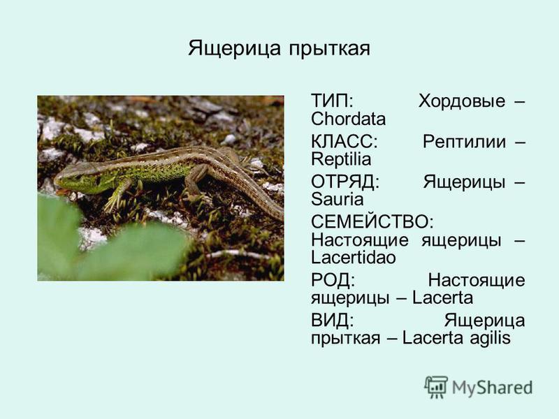 Конспект Знакомство С Земноводными Пресмыкающимися Крыма