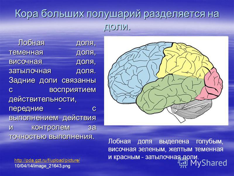 Большие полушария головного мозга