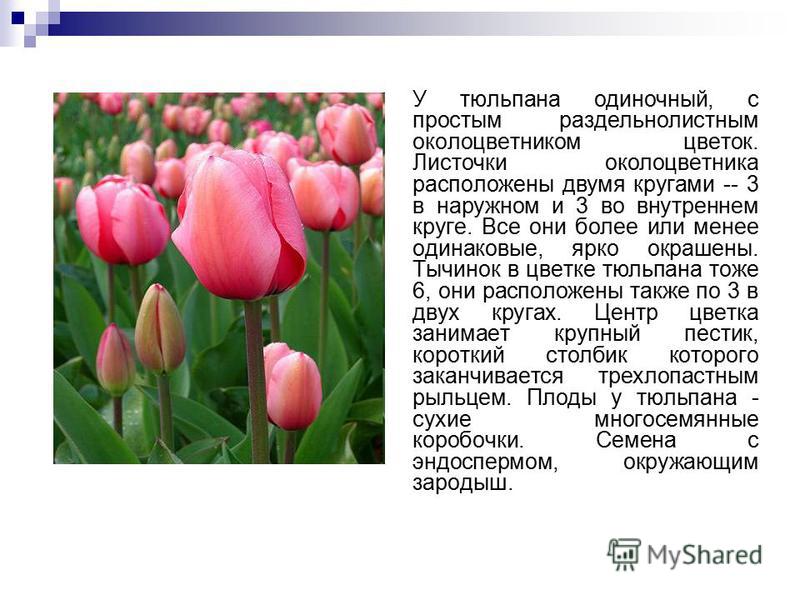 Панавир - Герпетическая инфекция Официальный сайт мытищинской городской клинической
