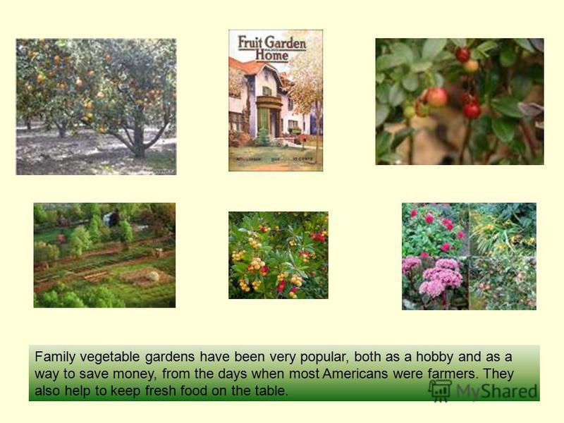 Family vegetable gardens have been very popular, both as a hobby and as a way to save money, from the days when most Americans were farmers. They also help to keep fresh food on the table.