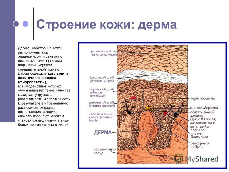 Какой тонометр купить? Какой тонометр лучше для измерения Как сделать чтобы в хроме были вкладки