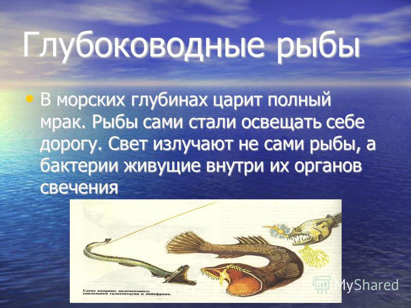 свойство рыбалки свойство рыбалки