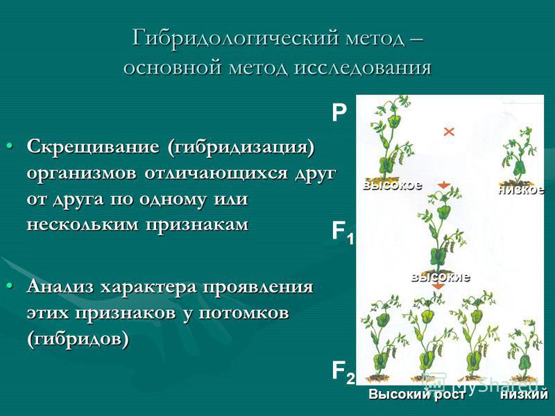 Презентация гибридологический метод