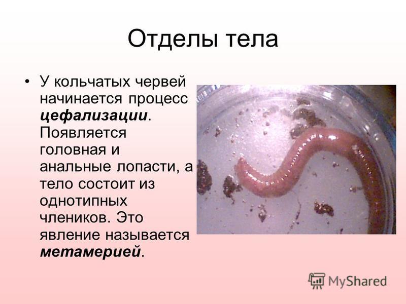 Отделы тела У кольчатых червей начинается процесс цефализации. Появляется головная и анальные лопасти, а тело состоит из однотипных члеников. Это явление называется метамерией.