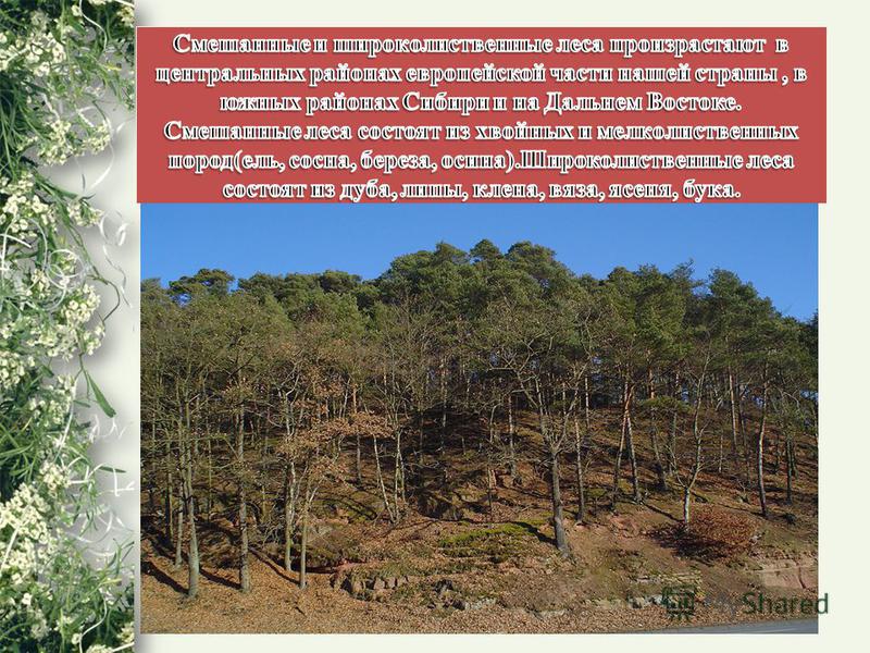 Картинки сердца живая природа Картинки сердца живая природа