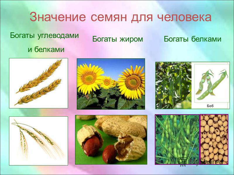 Семена для человека Семена для человека