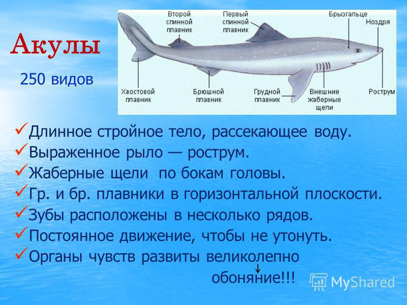 Реферат: Биологические особенности акул
