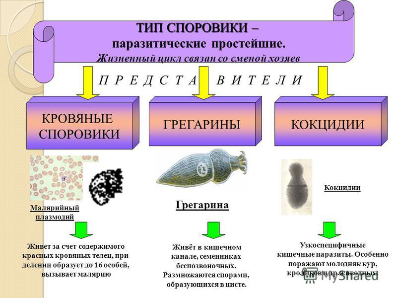 Связаны способ питания образ жизни простейших Связаны способ питания образ жизни простейших