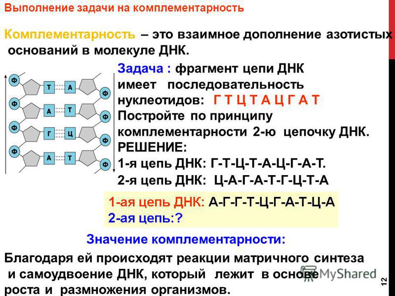 Мечение ДНК с использованием фрагментов. Получение зондов с помощью ПЦР B55