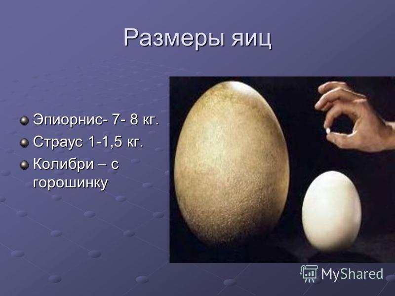 Размеры яиц Эпиорнис- 7- 8 кг. Страус 1-1,5 кг. Колибри – с горошинку
