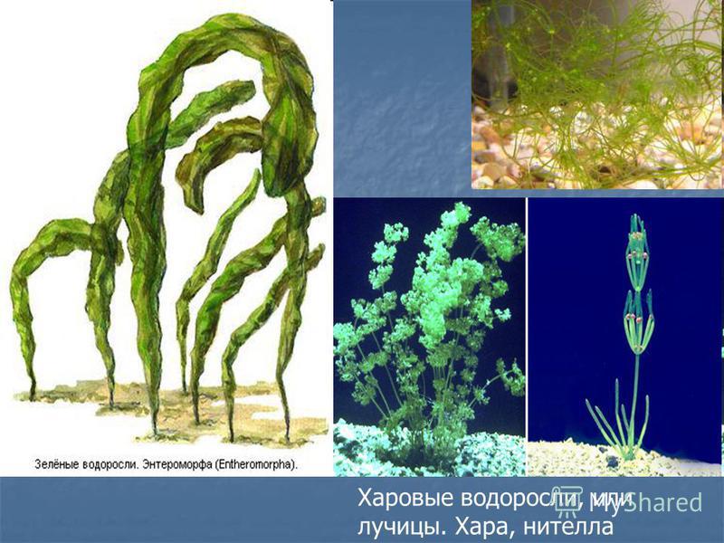 Водоросли, 1 таблица - info - Клуб Бумеранг