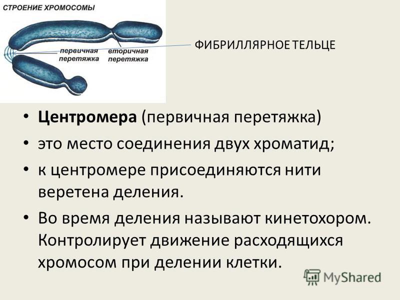 Презентация на тему: "Лекция 9. ИНФОРМАЦИОННАЯ СИСТЕМА КЛЕТКИ. УО "Гродненский т