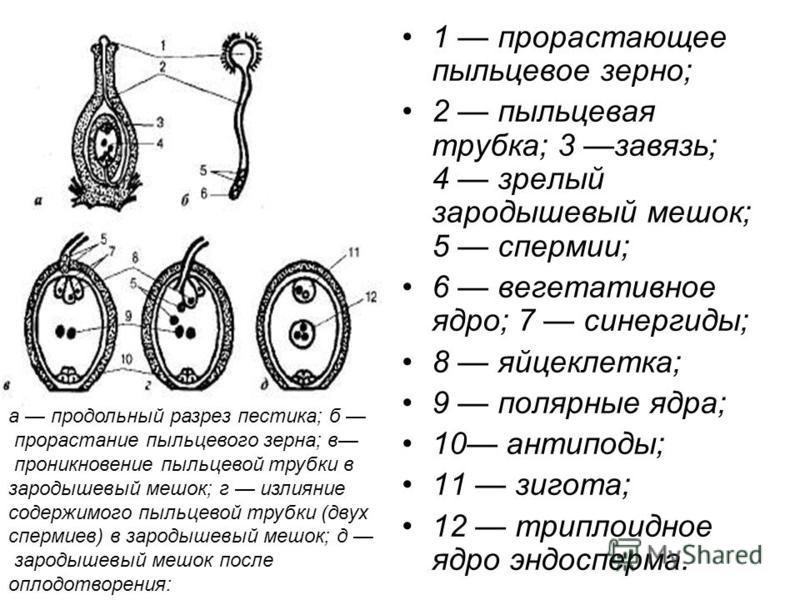 Что такое пыльцевая трубка - MosRosa.ru