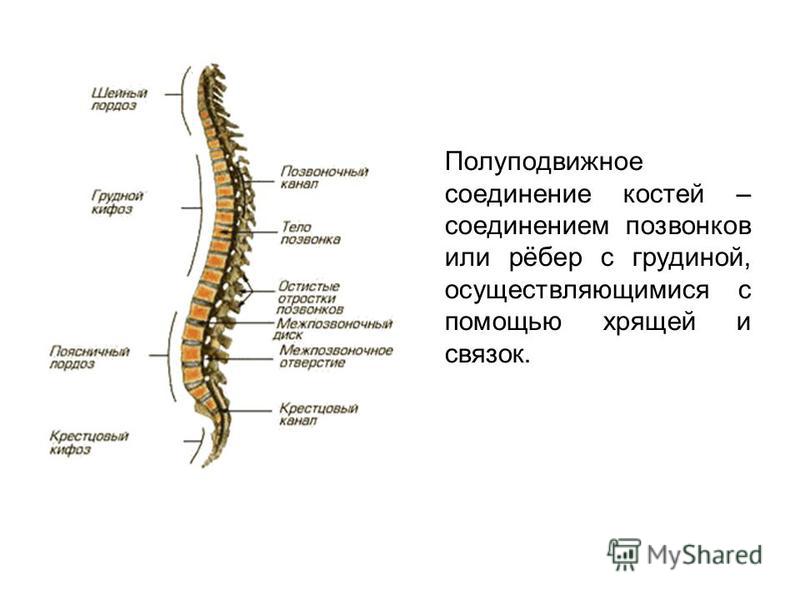 Кости позвоночника человека соединены Кости позвоночника человека соединены