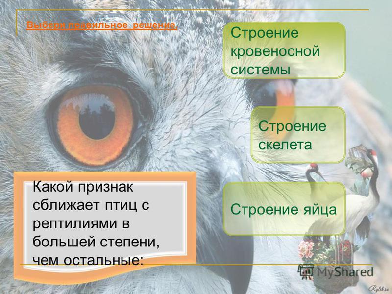 Как называется часть пера погруженная в кожу Как называется часть пера погруженная в кожу