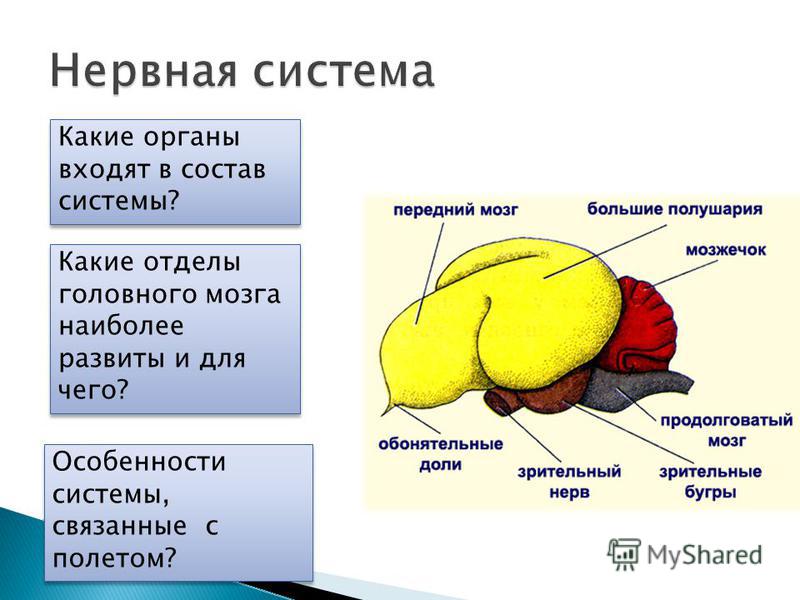 Схема мозга птицы