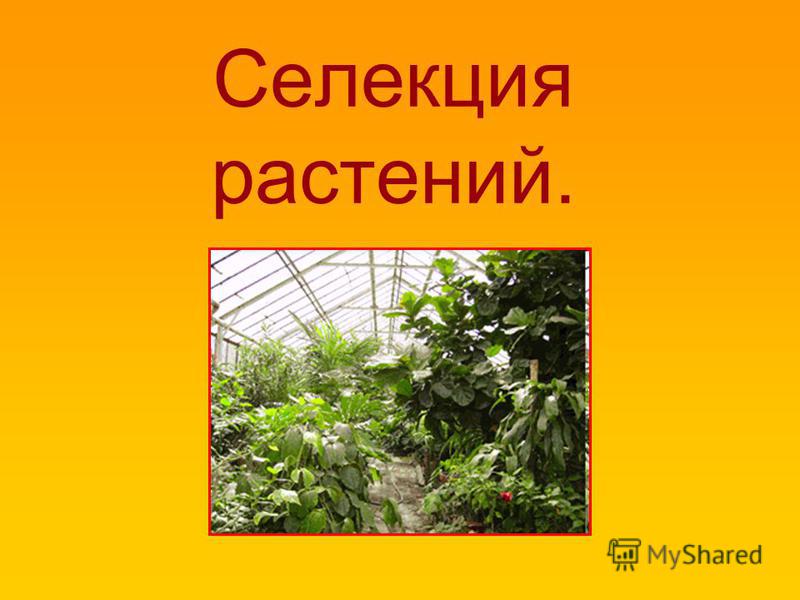 [PUNIQRANDLINE-(au-dating-names.txt) 54 Новые сорта растений доклад 2006