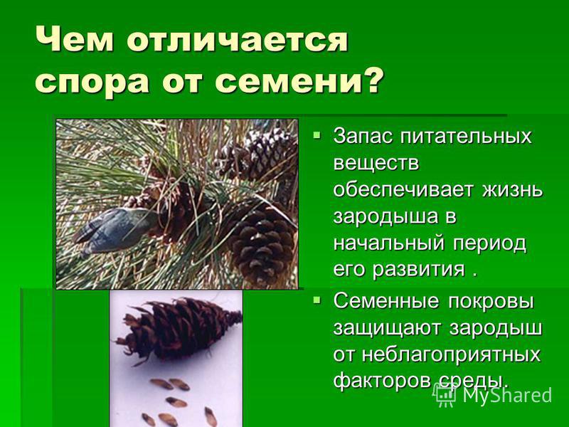 Чем отличаются семена от споров Чем отличаются семена от споров