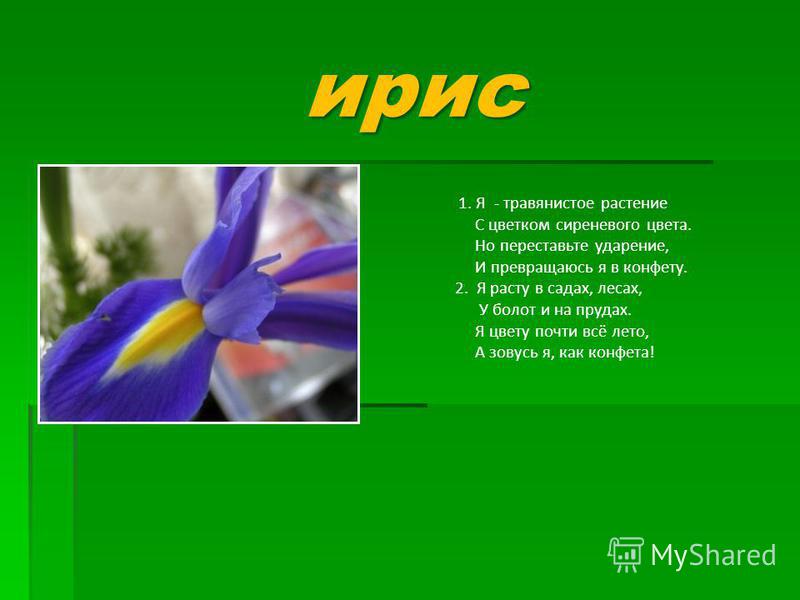 Ударение в слове ирисы цветок Ударение в слове ирисы цветок
