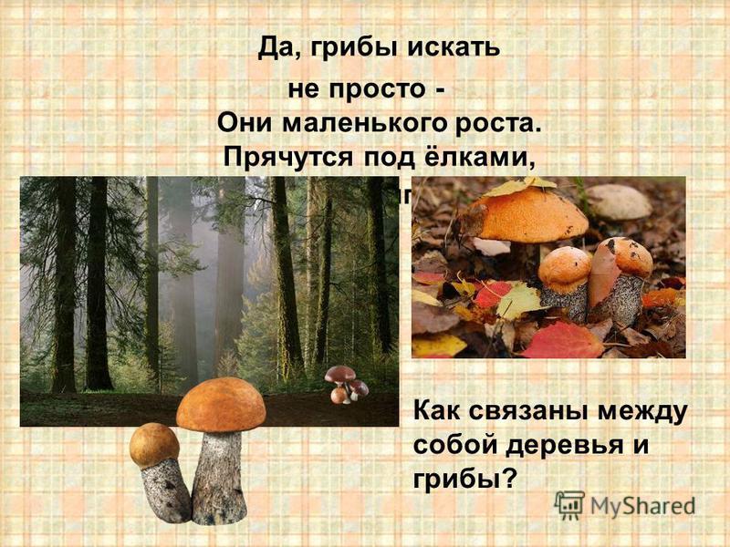 Как связаны деревья и грибы Как связаны деревья и грибы