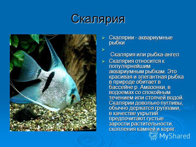 рыбка скалярия фото
