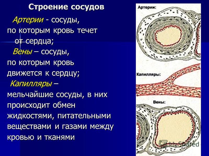 Бобровая струя при варикозе как применять