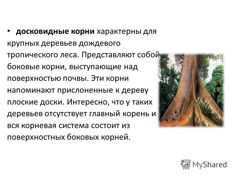 Досковидные корни примеры растений