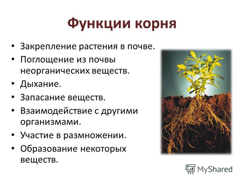 Корневище функции и примеры