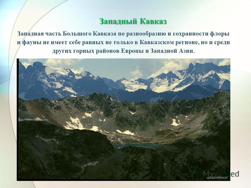 Западный Кавказ Западный Кавказ Западная часть Большого Кавказа по разнообразию и сохранности флоры и фауны не имеет себе равных не только в Кавказском регионе, но и среди других горных районов Европы и Западной Азии.