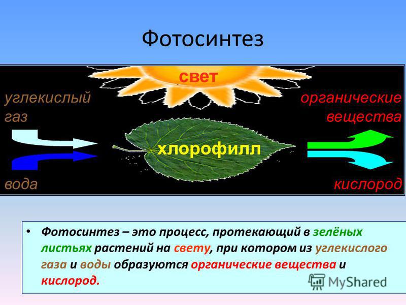 Краткая схема процесса фотосинтеза