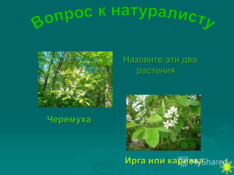 трава ирга