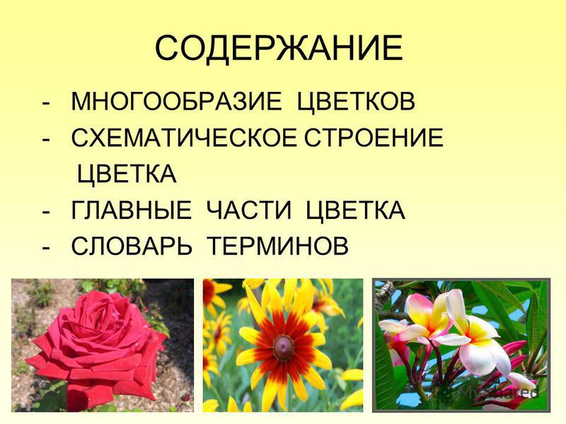 Презентация строение и разнообразие цветков