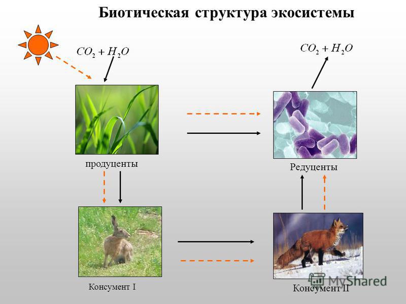 Продуценты консументы и редуценты примеры таблица Многообразие видов редуцентов в экосистеме - Basanova.ru