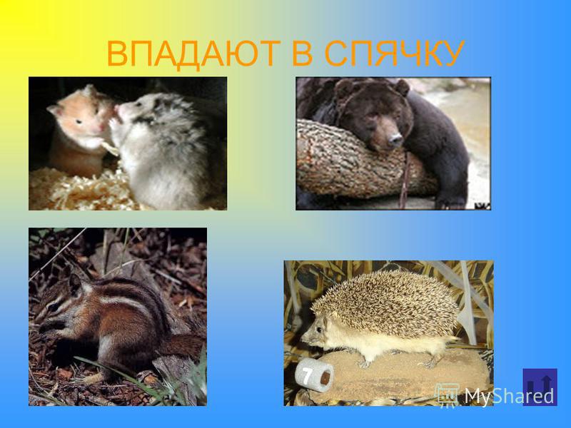 Впадает ли в спячку в домашних условиях 17