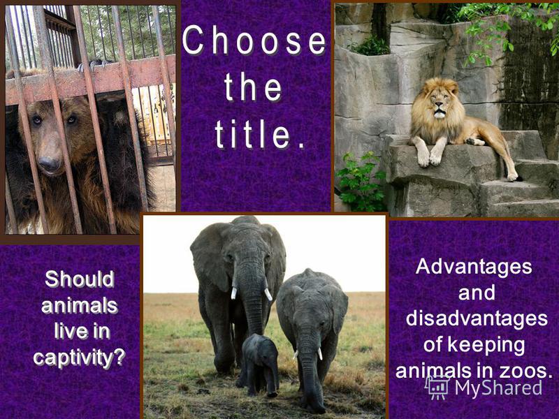 animals should be free essay 100% free papers on should animals be adopted in a zoo essays sample topics, paragraph introduction help, research & more class 1-12, high school & college. animals should be free essay 100% free papers on should animals be adopted in a zoo essays sample topics, paragraph introduction help, research & more class 1-12, high school & college.