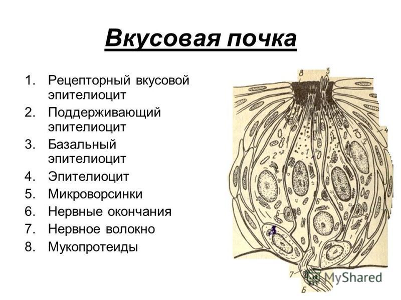 Вкусовой рецептор схема Вкусовой рецептор схема