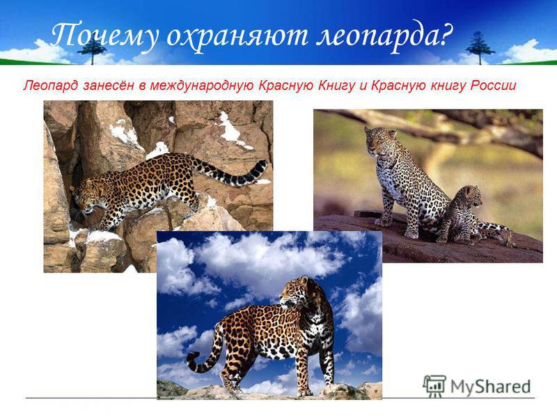 Почему охраняют леопарда? Леопард занесён в международную Красную Книгу и Красную книгу России
